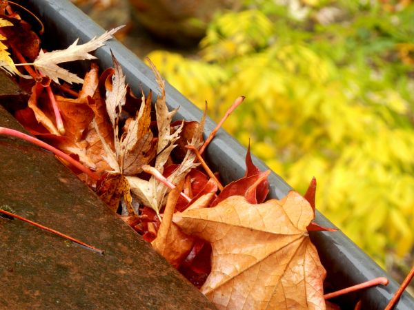Roof Gutter Debris Removal in Silver Spring