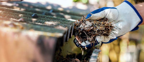 Pine Needle Gutter Cleaning in Silver Spring